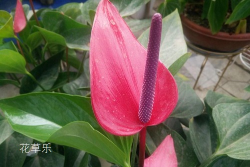 玫瑰味香水日本丶国产丶欧美色综合，揭开古老花卉的现代魅力