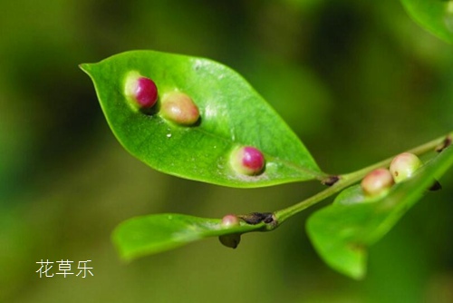 笔筒草女人荫蒂被添全过程A片免费，绿色的艺术与时光的见证者